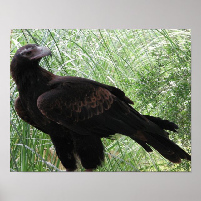 Poster Águia de cauda-amarela (Aquila audax) (Frente)
