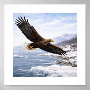 Poster Águia-de-cauda-branca (Haliaeetus albicilla) –