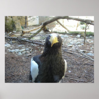 Pôster Águia do Mar de Steller