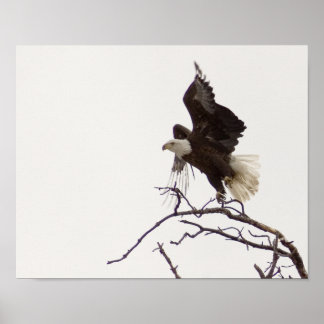 Pôster Águia em voo