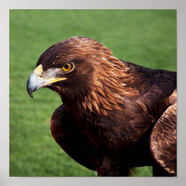 Poster Águia ouro (Frente)