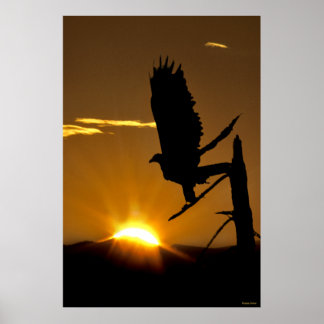 Pôster Águia ouro - CA Norte - Sierra Nevadas