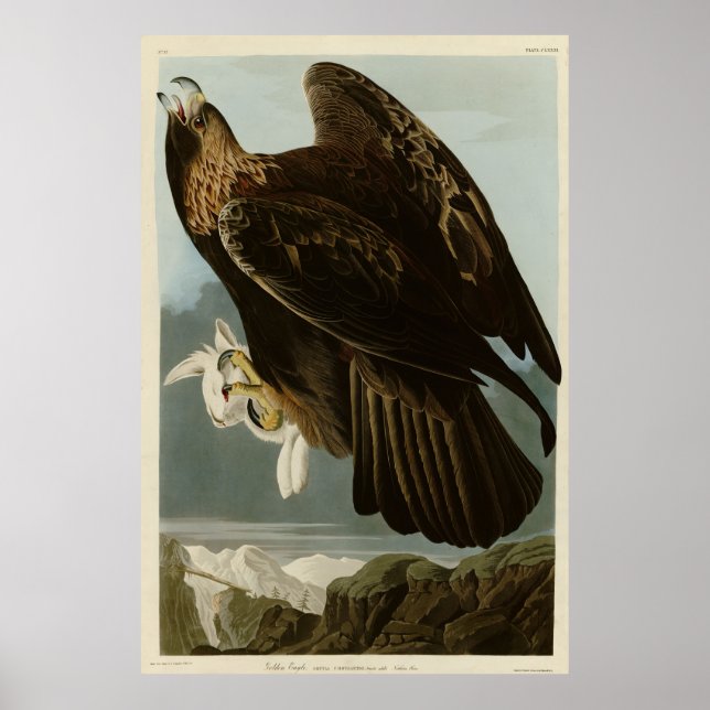 Poster Águia ouro das Aves da América de Audubon (Frente)