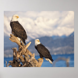 Poster águia-pescadora-americana, Haliaeetus leuccocephal