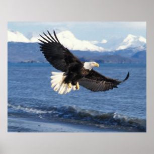 Pôster águia-pescadora-americana, Haliaeetus leuccocephal