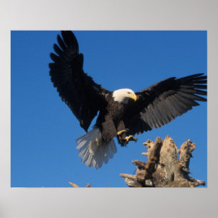 Pôster águia-pescadora, Haliaeetus leuccocephalus, pousan
