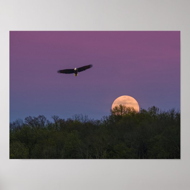Poster Águia Superlua Rosa (Frente)