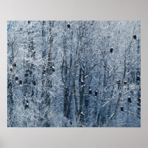 Pôster Águias-carecas (Haliaeetus leucocephalus) no