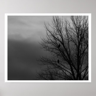 Pôster Águias na Árvore