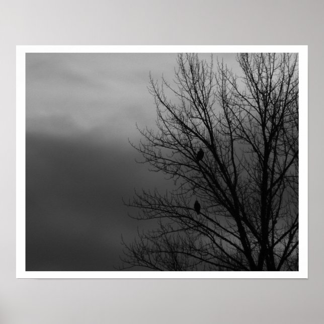 Pôster Águias na Árvore (Frente)