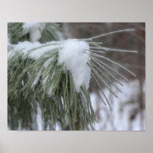 Poster Agulhas De Pinheiro Cobertas Por Neve E Gelo Inver