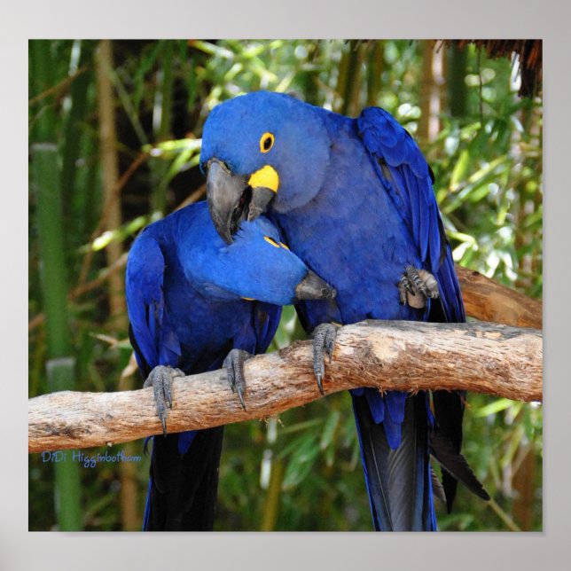 Poster Ahh Bem Ali (Frente)