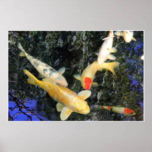 Poster Air Koi