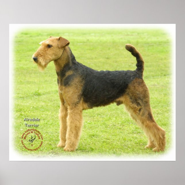 Pôster Airedale Terrier 8T092D-16 (Frente)