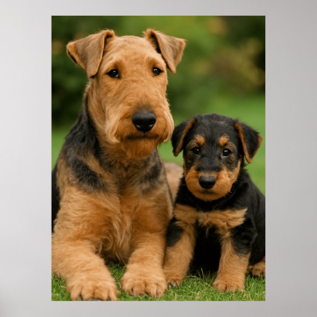 Poster Airedale Terrier Com Puppy (Frente)