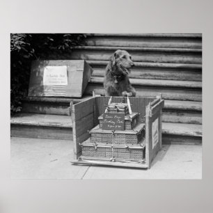 Pôster Airedale Terrier do presidente Harding, 1922