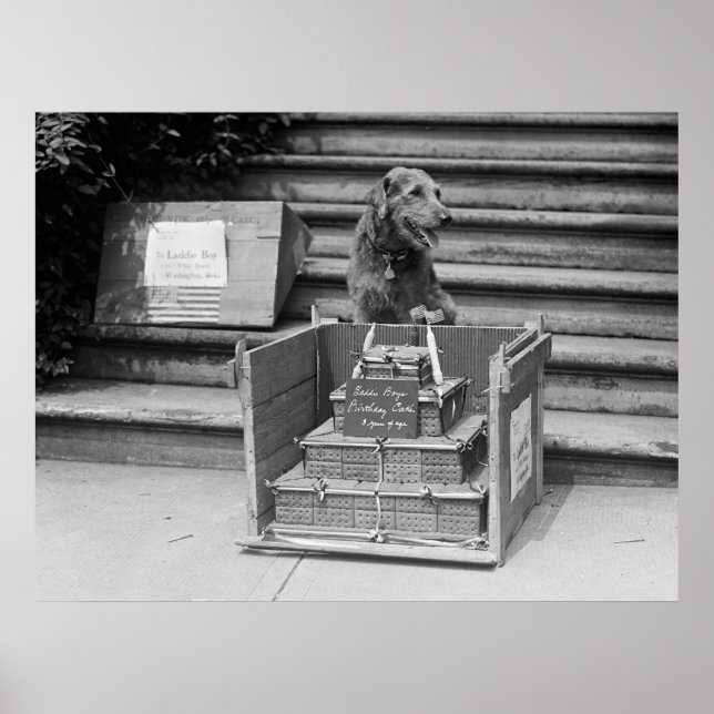 Pôster Airedale Terrier do presidente Harding, 1922 (Frente)