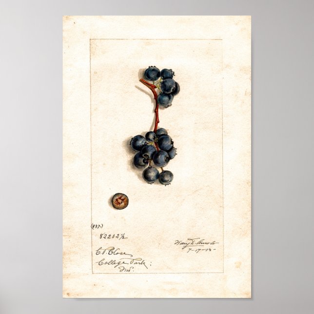 Poster - Airelas Blueberry Por James Shull (Frente)