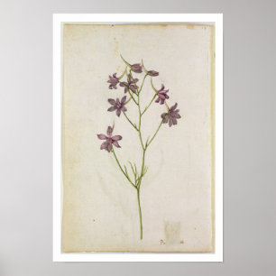 Pôster Ajacis do Delphinium, c.1568