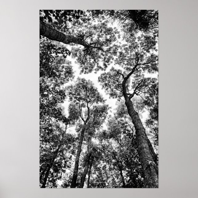 Poster Ajustado natural (topo das árvores) (Frente)