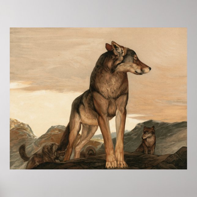 Poster Akela O Lobo Solitário de Maurice e Edward Detmold (Frente)