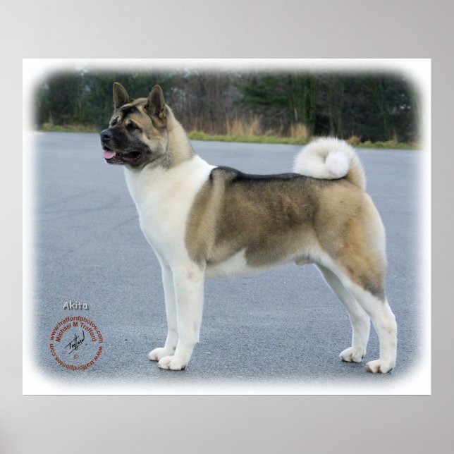 Pôster Akita 8P004D-12 (Frente)