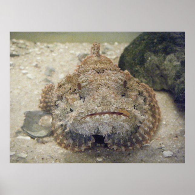 Pôster Alabama Sea Life #3 Canvas Print (Frente)