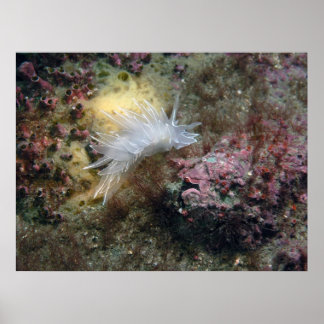 Poster Alabaster Nudibranch