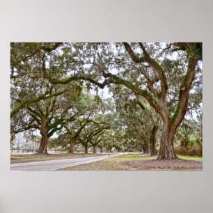 Poster Alameda de Carvalhos em Plantação na Carolina do S