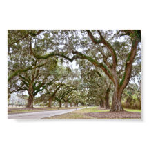 Alameda de Carvalhos em Plantação na Carolina do S
