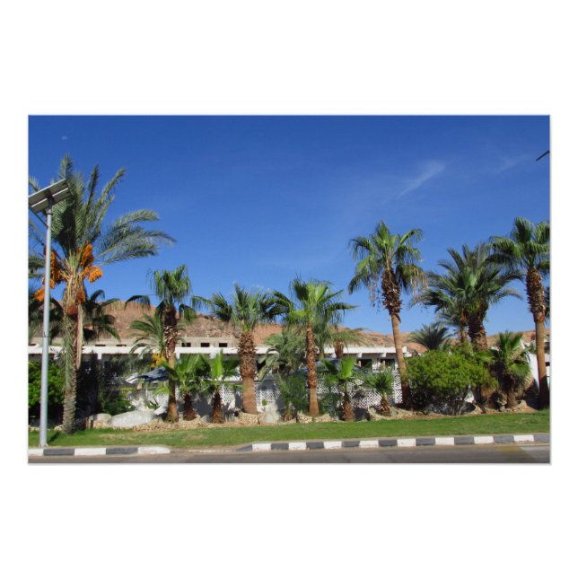 Pôster Alameda de tamareiras (Frente)