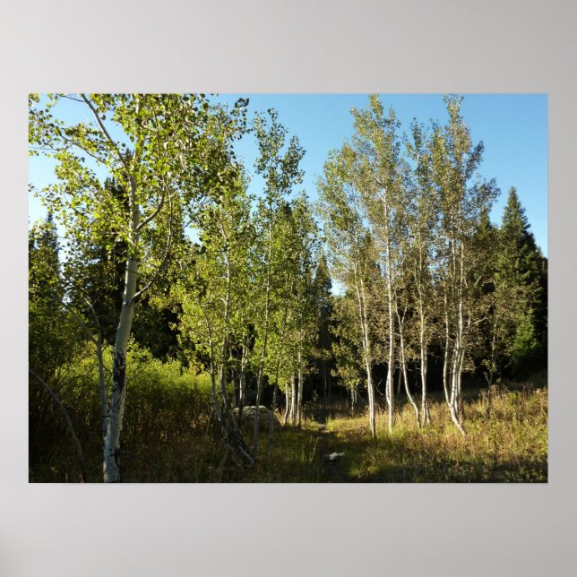 Poster Álamos ao longo da Trilha Moose Ponds no Grand Tet (Frente)