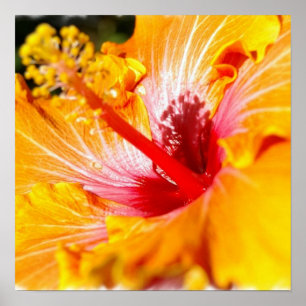 Poster alaranjado do hibiscus