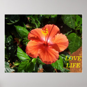 Poster alaranjado do hibiscus