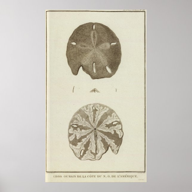 Pôster Alasca (Frente)