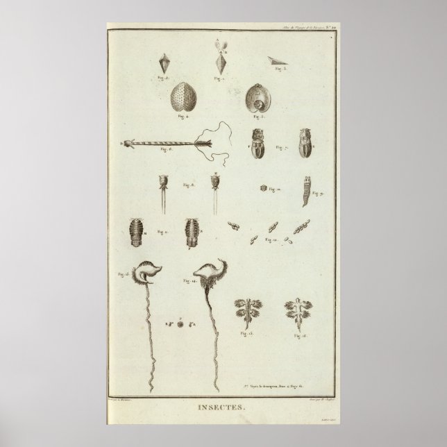 Pôster Alasca 3 (Frente)