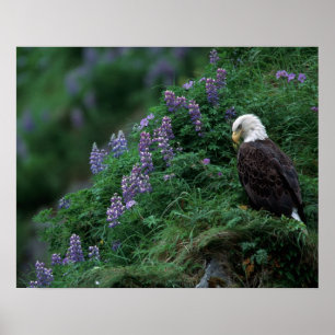 Pôster Alasca, Ilha Unalaska Águia-careca entre Nootka