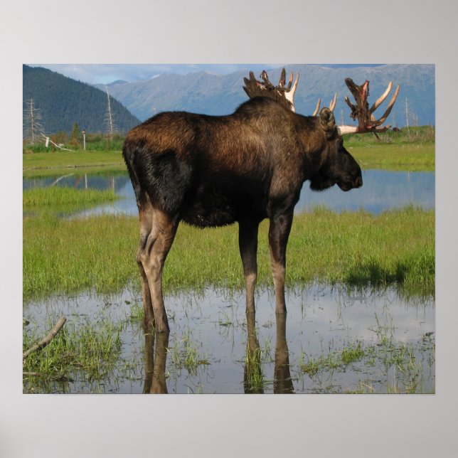 Pôster Alaska Bull Moose Antlers Foto Designada (Frente)