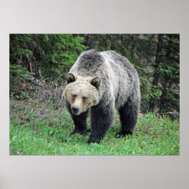 Poster Alaska Grizzly Bear Wildlife Photo