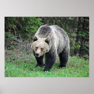 Poster Alaska Grizzly Bear Wildlife Photo