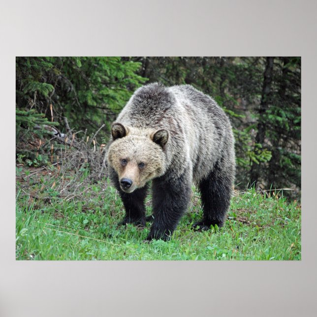 Poster Alaska Grizzly Bear Wildlife Photo (Frente)