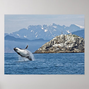 Poster Alaska Humpback Whale Wildlife Photo