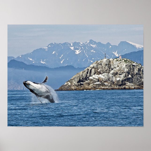 Poster Alaska Humpback Whale Wildlife Photo (Frente)