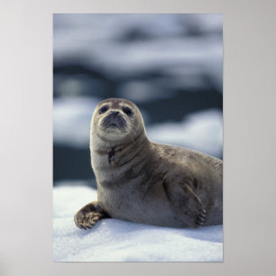 Poster Alaska, southeast region Harbor seal on ice