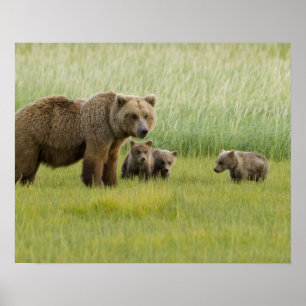 Poster Alaskan Brown Bear Sow e três Cubs, Ursus