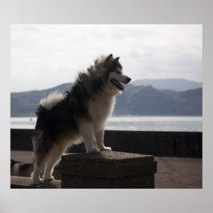 Poster Alaskan Malamute