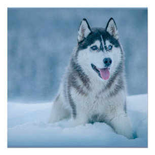 Pôster Alaskan Malamute caminhando em campo de neve