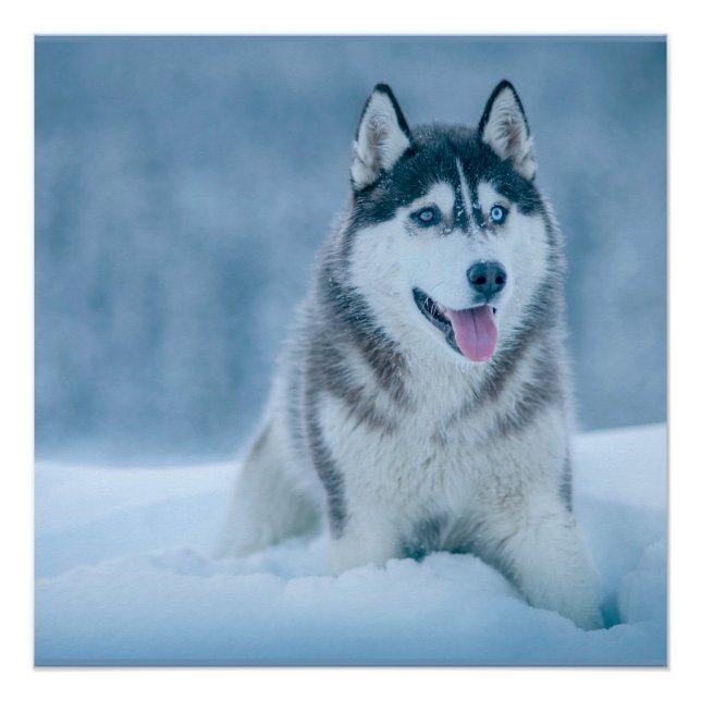Pôster Alaskan Malamute caminhando em campo de neve (Frente)