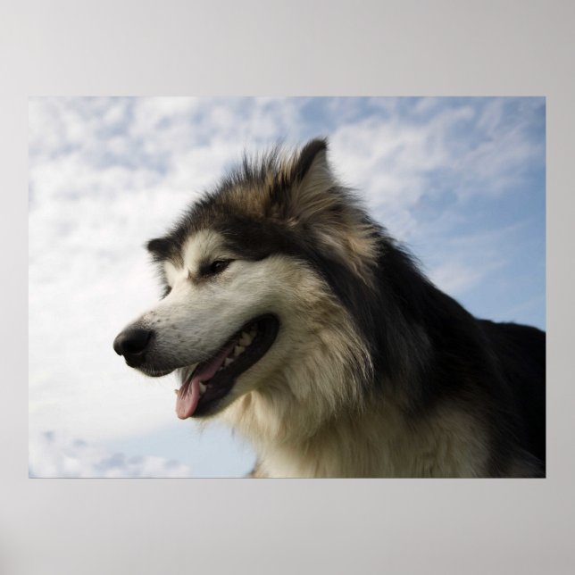 Pôster Alaskan Malamutes (Frente)