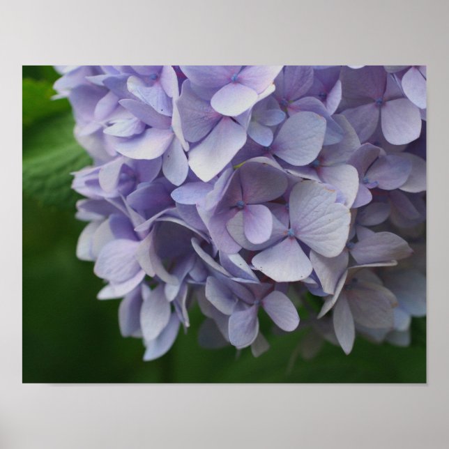 Poster Alavanca Azul Hydrangea Flor Fecha (Frente)
